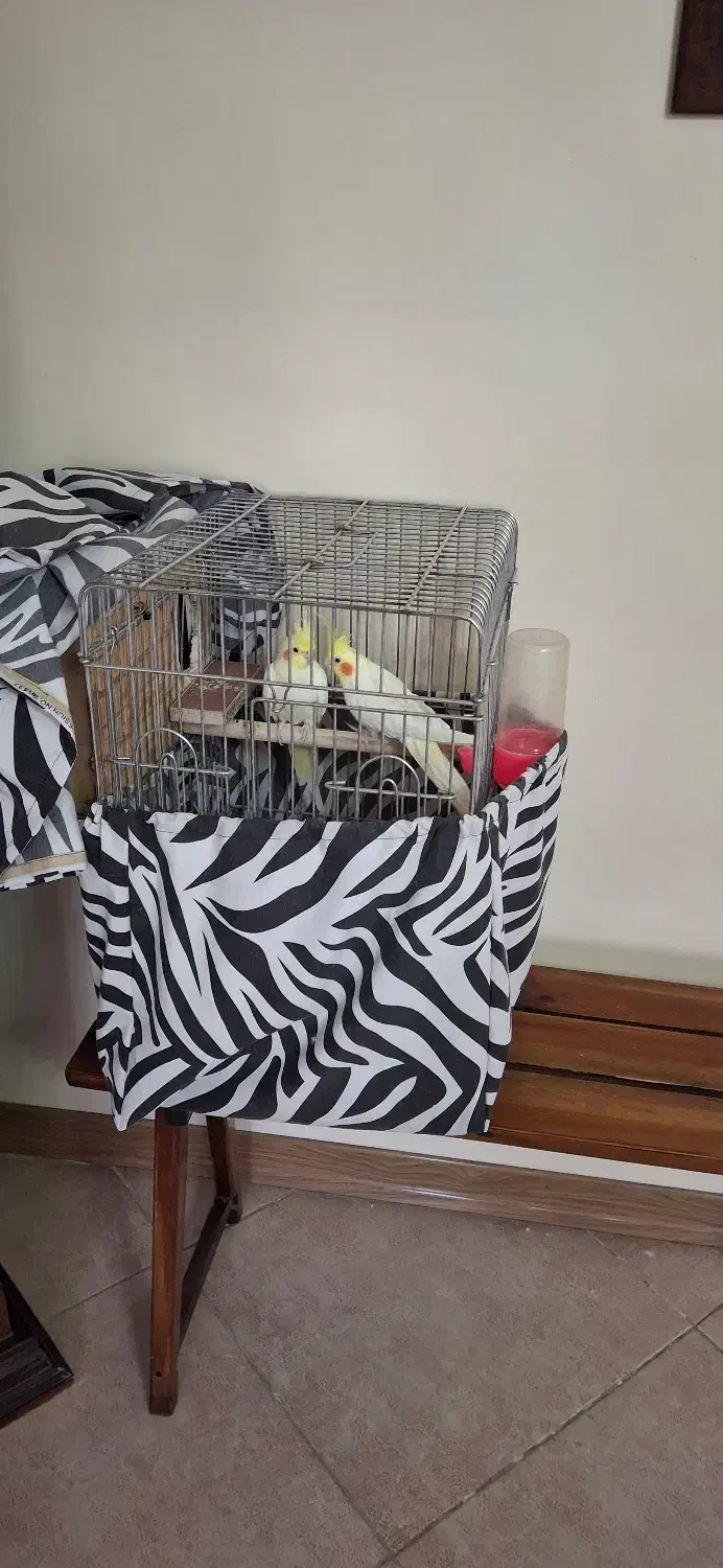 یک جفت عروس هلندی نر و ماده لوتینو|پرنده|کرج, شهرک جهان‌نما|دیوار