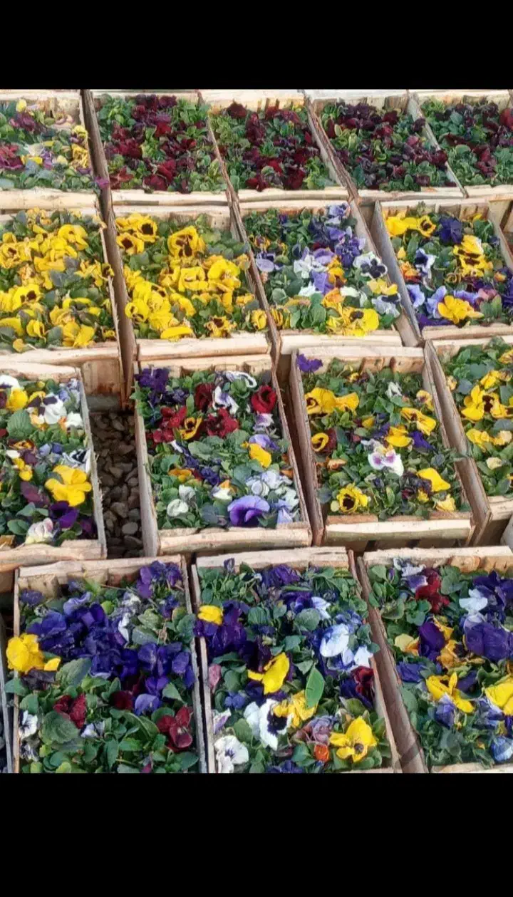 باغبانی|خدمات باغبانی و درختکاری|تهران, مجیدیه|دیوار