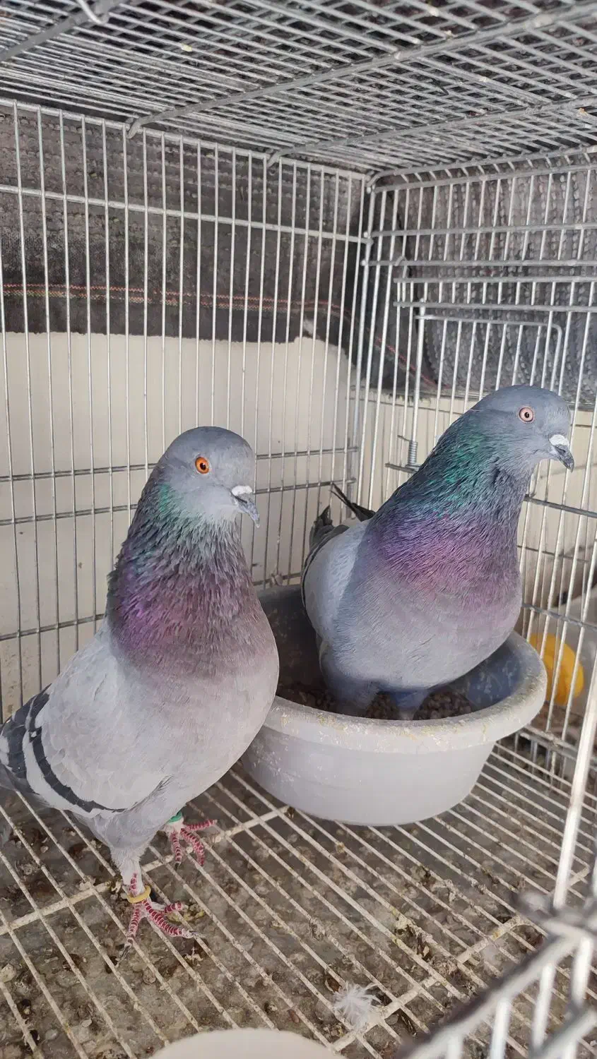 کفترپرشی|پرنده|پاکدشت, پاکدشت (مامازند)|دیوار