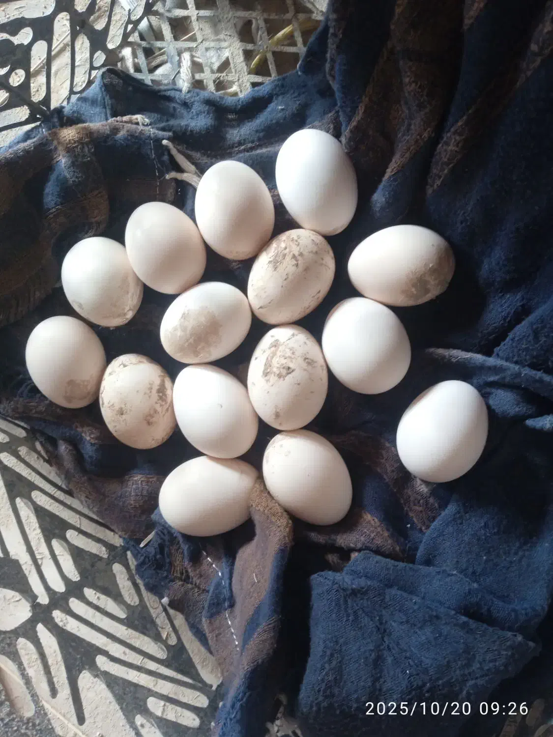 تخم نطفه دار|حیوانات مزرعه|زابل, |دیوار