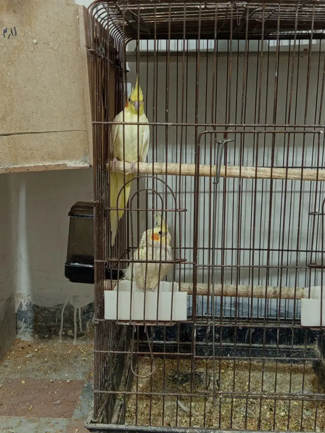 عروس هلندی باتخم ومرغ عشق|پرنده|اسلام‌‌آباد غرب, |دیوار