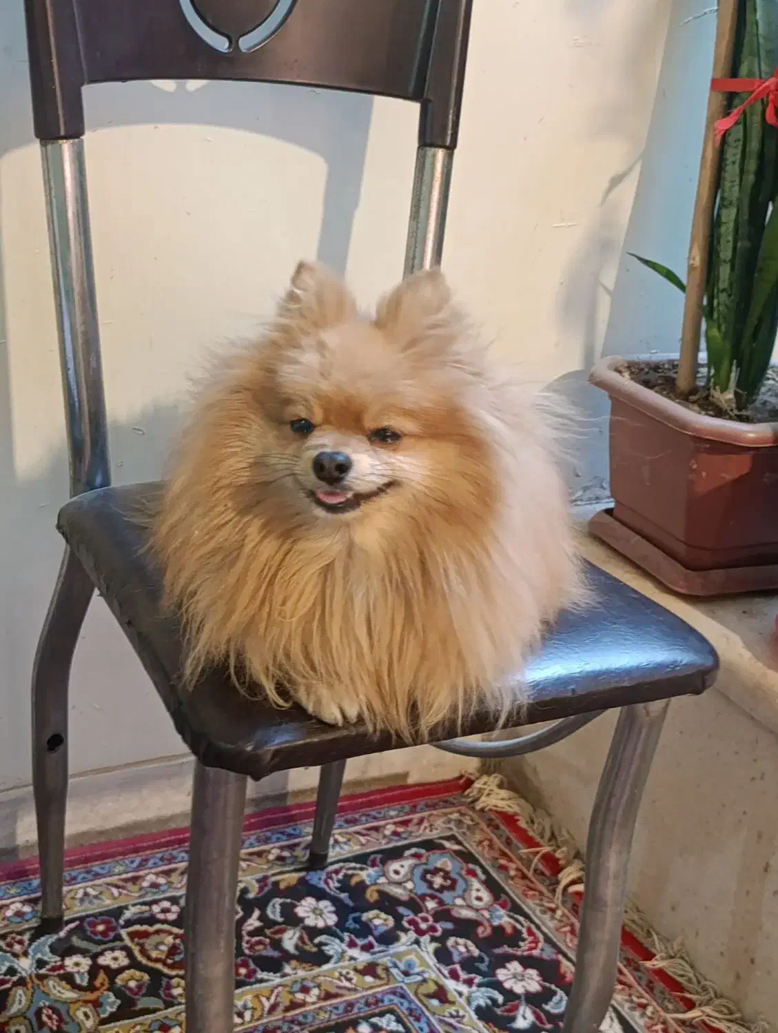 پامر خرسی|سگ|اصفهان, ناصرخسرو|دیوار