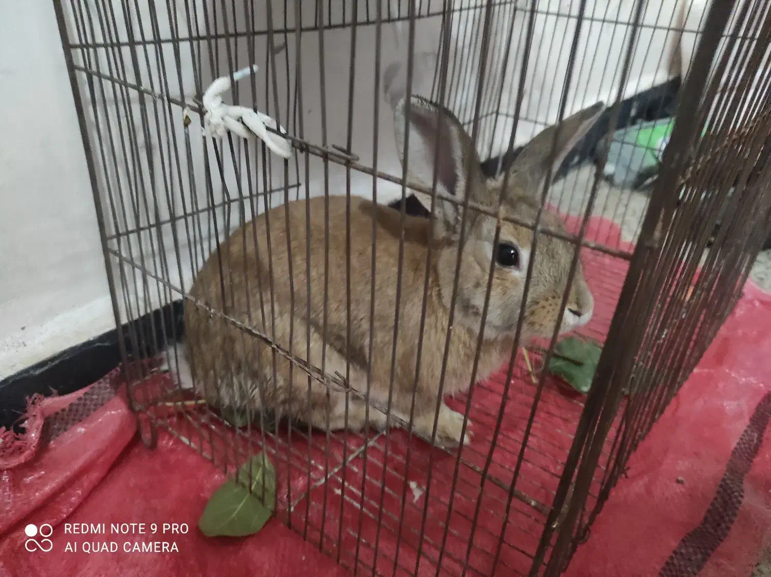 خرگوش|موش و خرگوش|ایلام, |دیوار