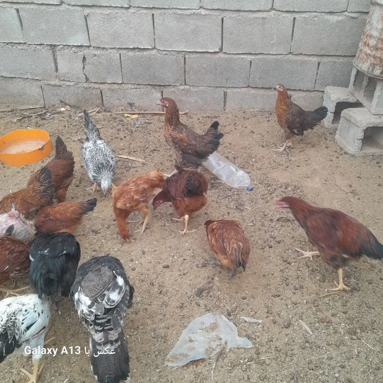 مرغ محلی|حیوانات مزرعه|جنت, |دیوار