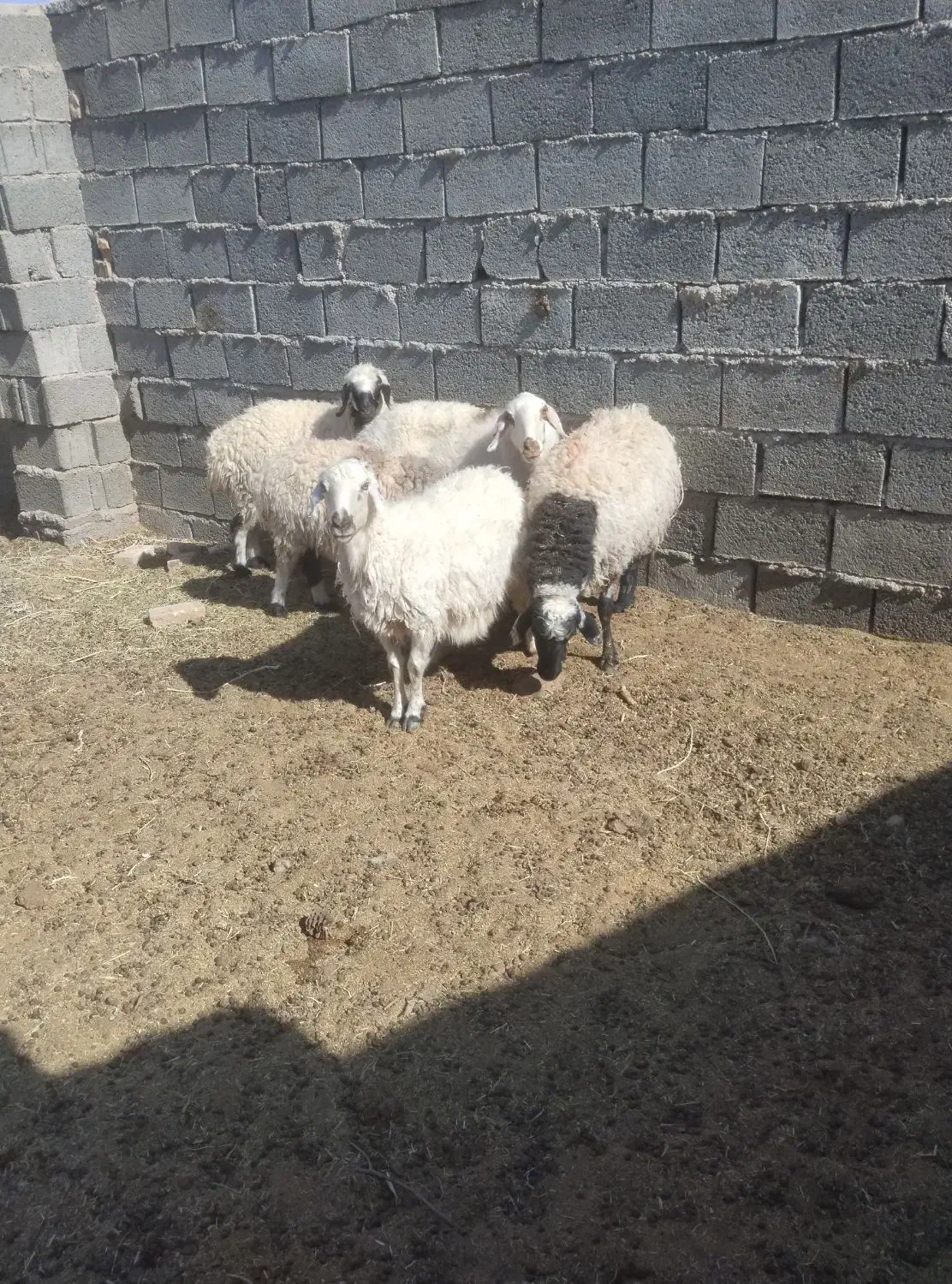 میش ابستن|حیوانات مزرعه|بیرجند, |دیوار