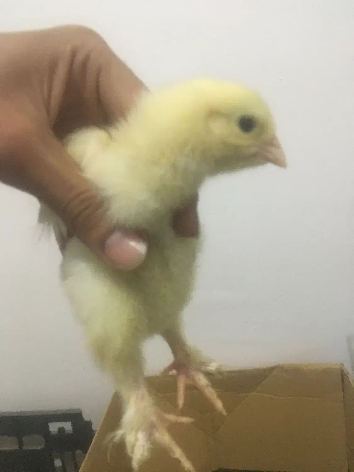 جوجه برهما وارداتی غول پیکر پاپر|حیوانات مزرعه|گنبد کاووس, |دیوار