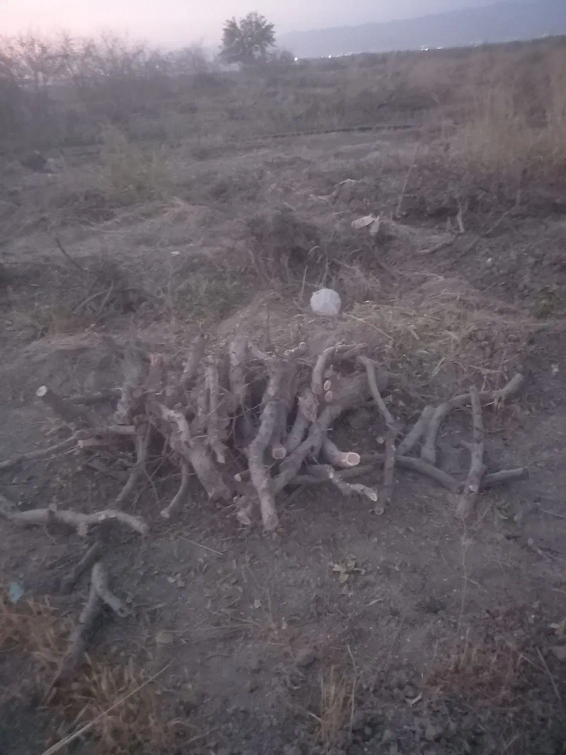 خرید و برش انواع چوب باغی|خدمات باغبانی و درختکاری|هشتگرد, شهرک گلها|دیوار