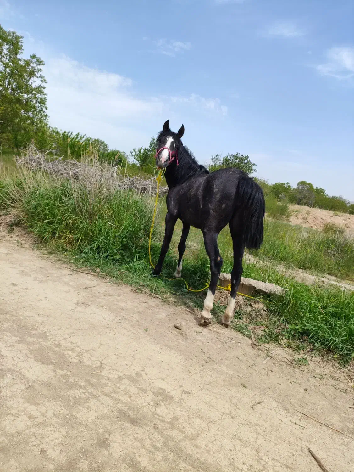 اسب|اسب و تجهیزات اسب‌سواری|قزوین, |دیوار