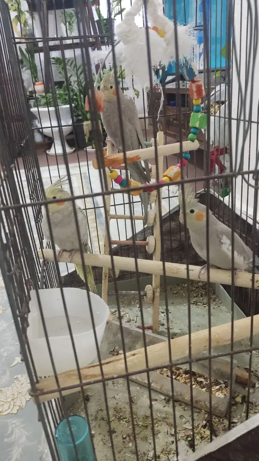 عروس سه ماهه سه عدد|پرنده|بندر ماهشهر, |دیوار