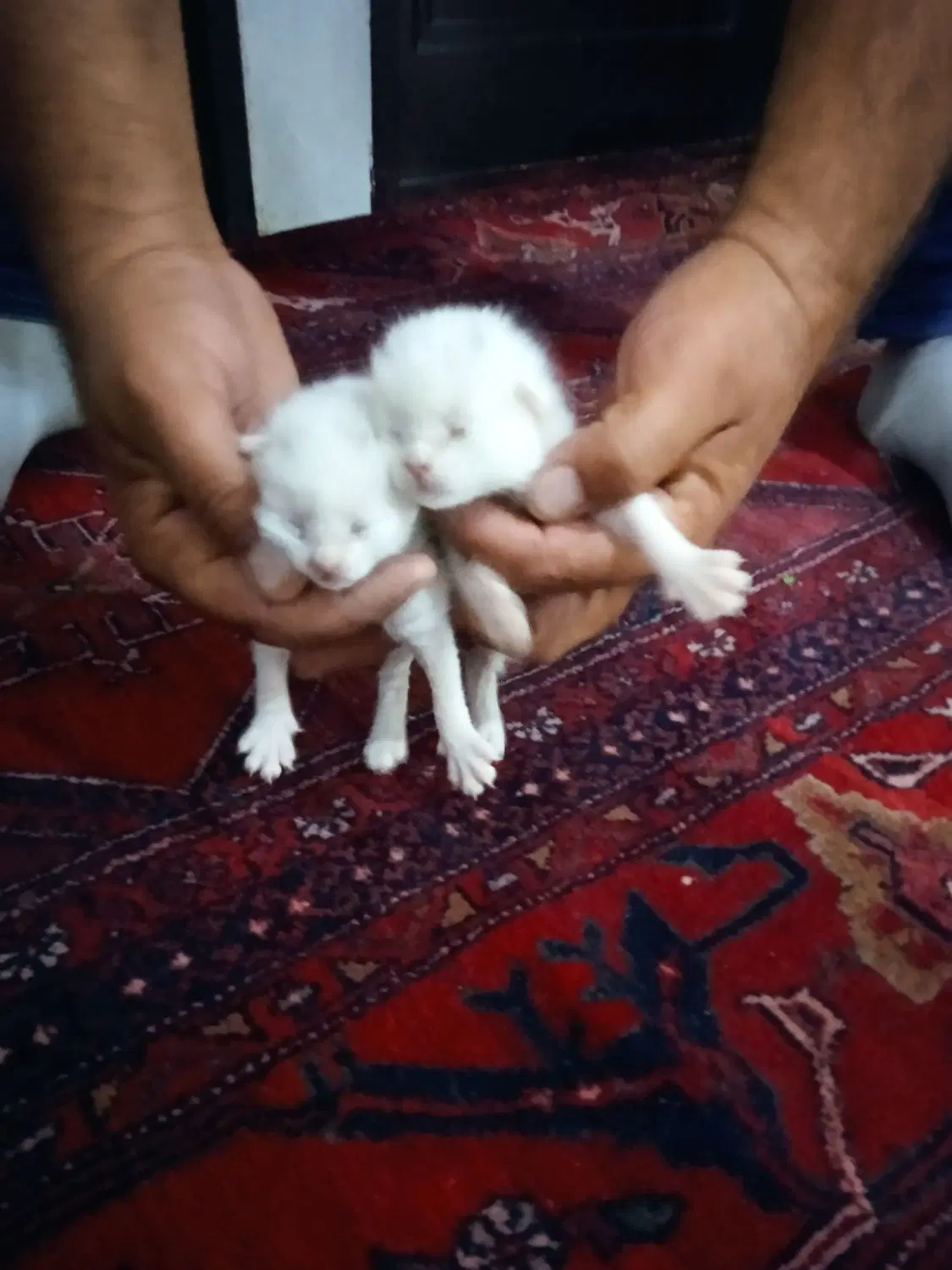 گربه|گربه|جنگل, |دیوار