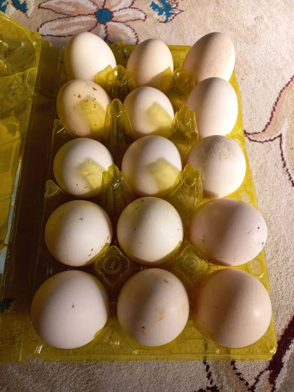 تخم مرغ نطفه دار نژاد لاری برهما چهل تاج|حیوانات مزرعه|دهدشت, |دیوار