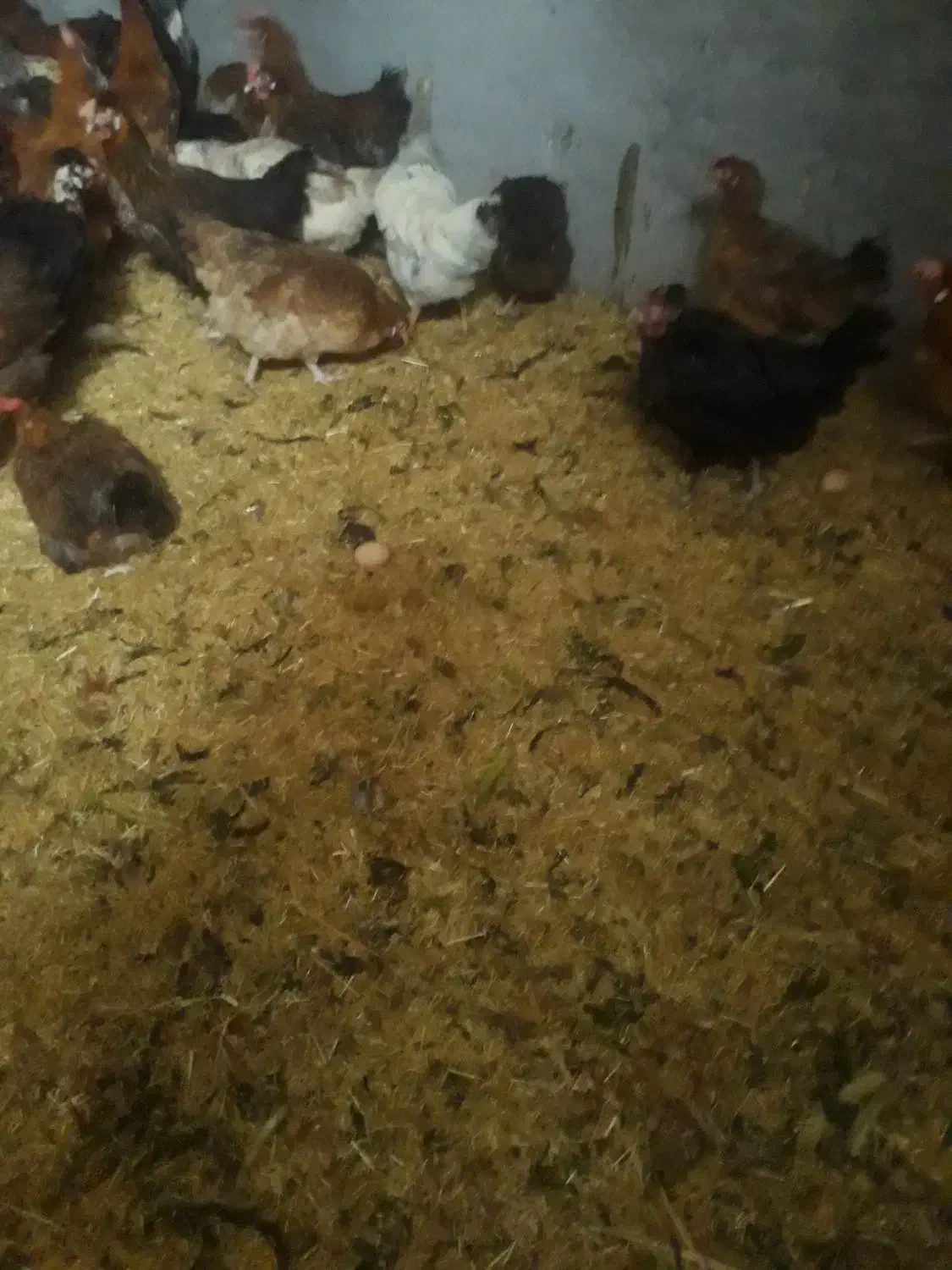 مرغ تخم گذار سالم|حیوانات مزرعه|کرمانشاه, |دیوار