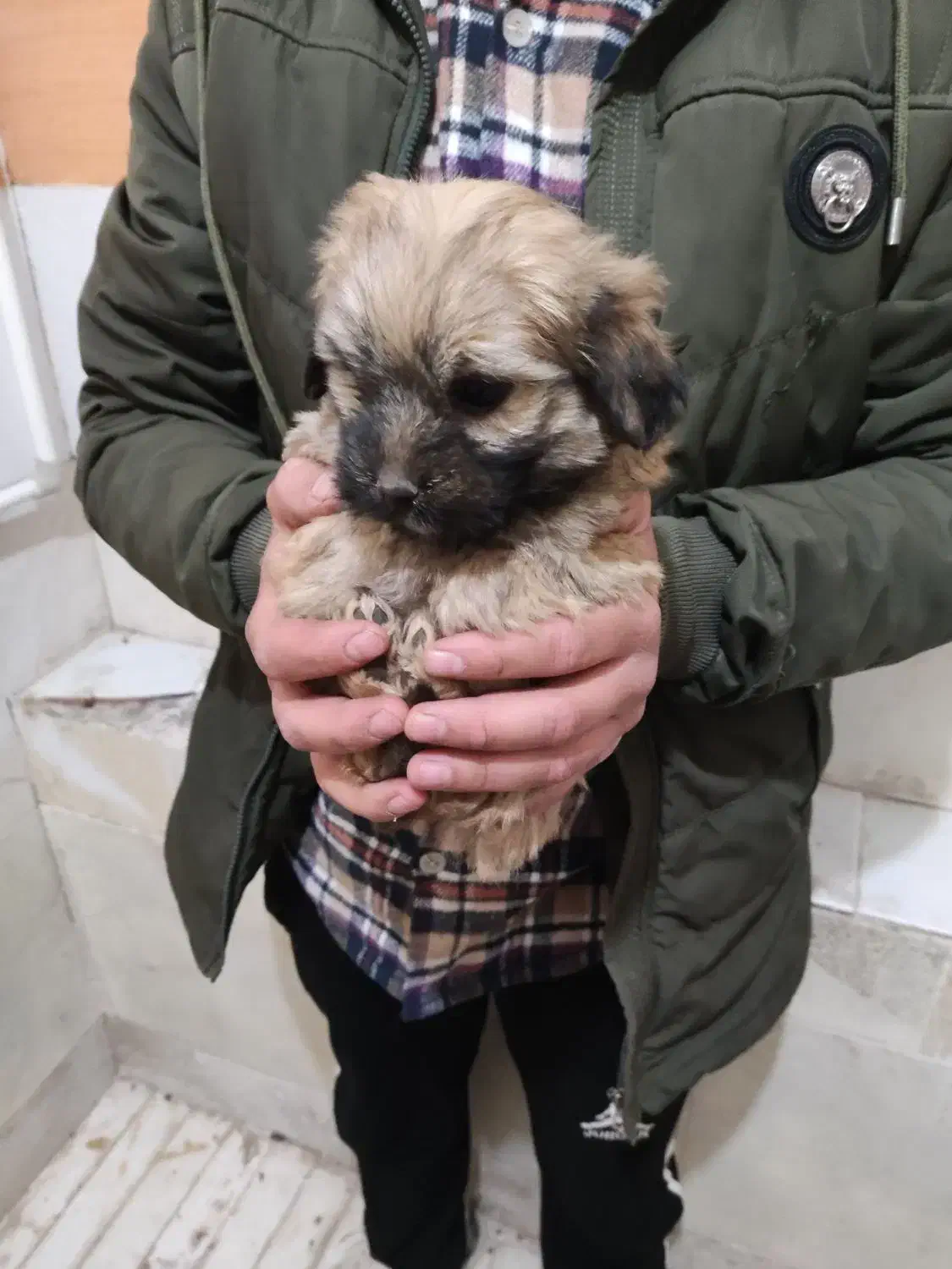 سگ شیتزو|سگ|سیرجان, |دیوار