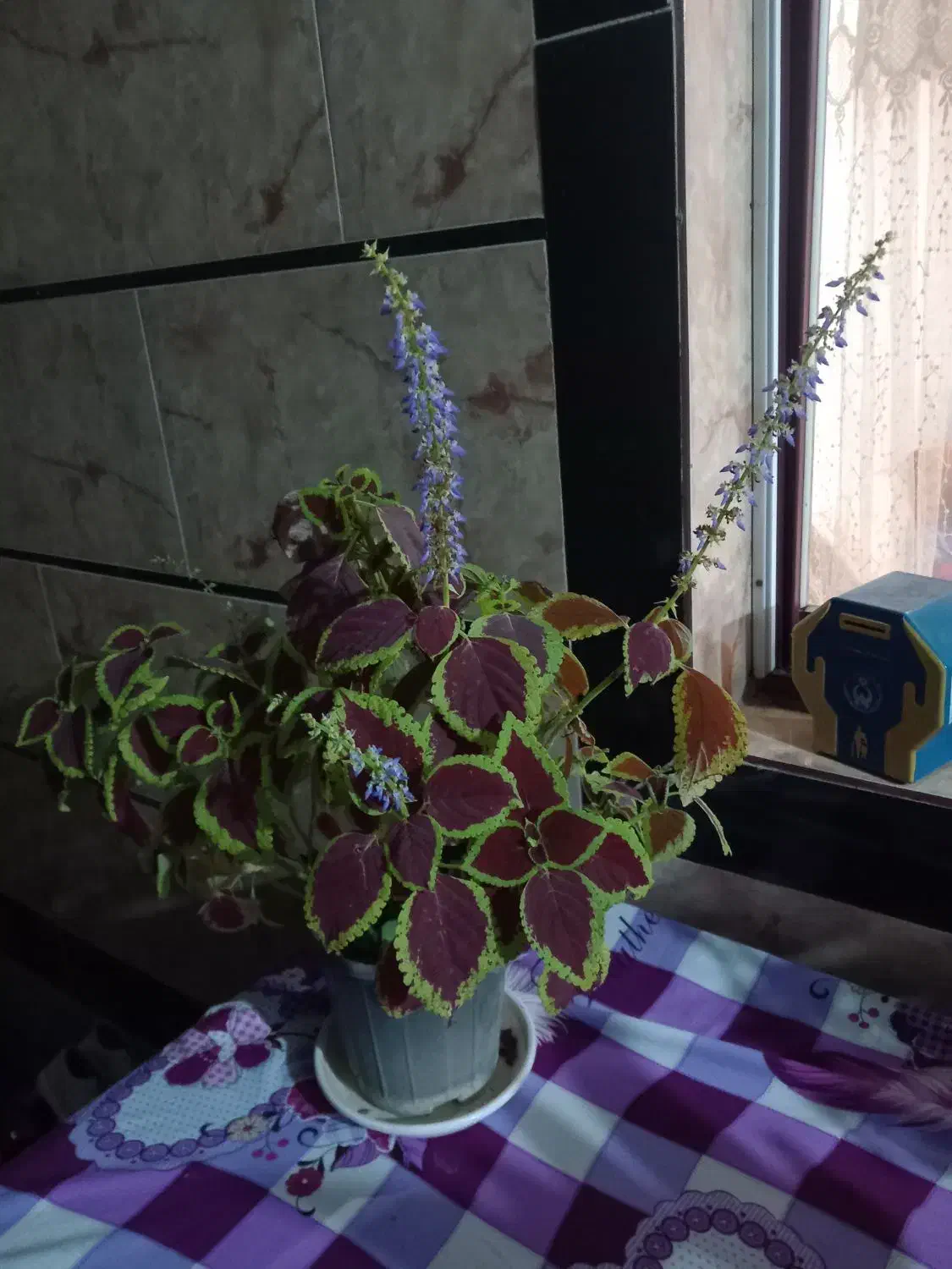 یک عددگل و گلدونش|گل و گیاه طبیعی|زرگرشهر, |دیوار