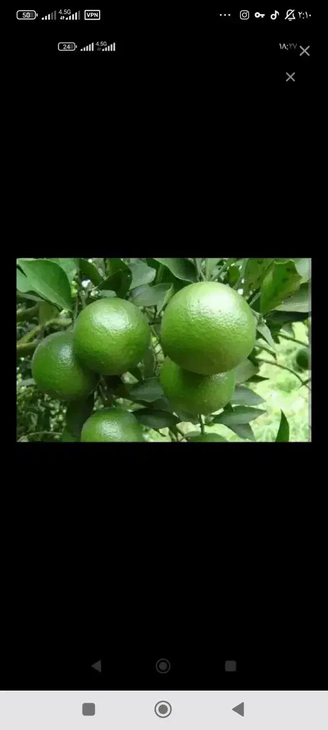 نارنج|خوردنی و آشامیدنی|ریگ, |دیوار