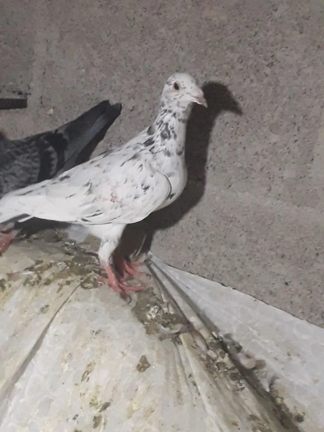 کبوتر پلاکی|پرنده|جم, |دیوار