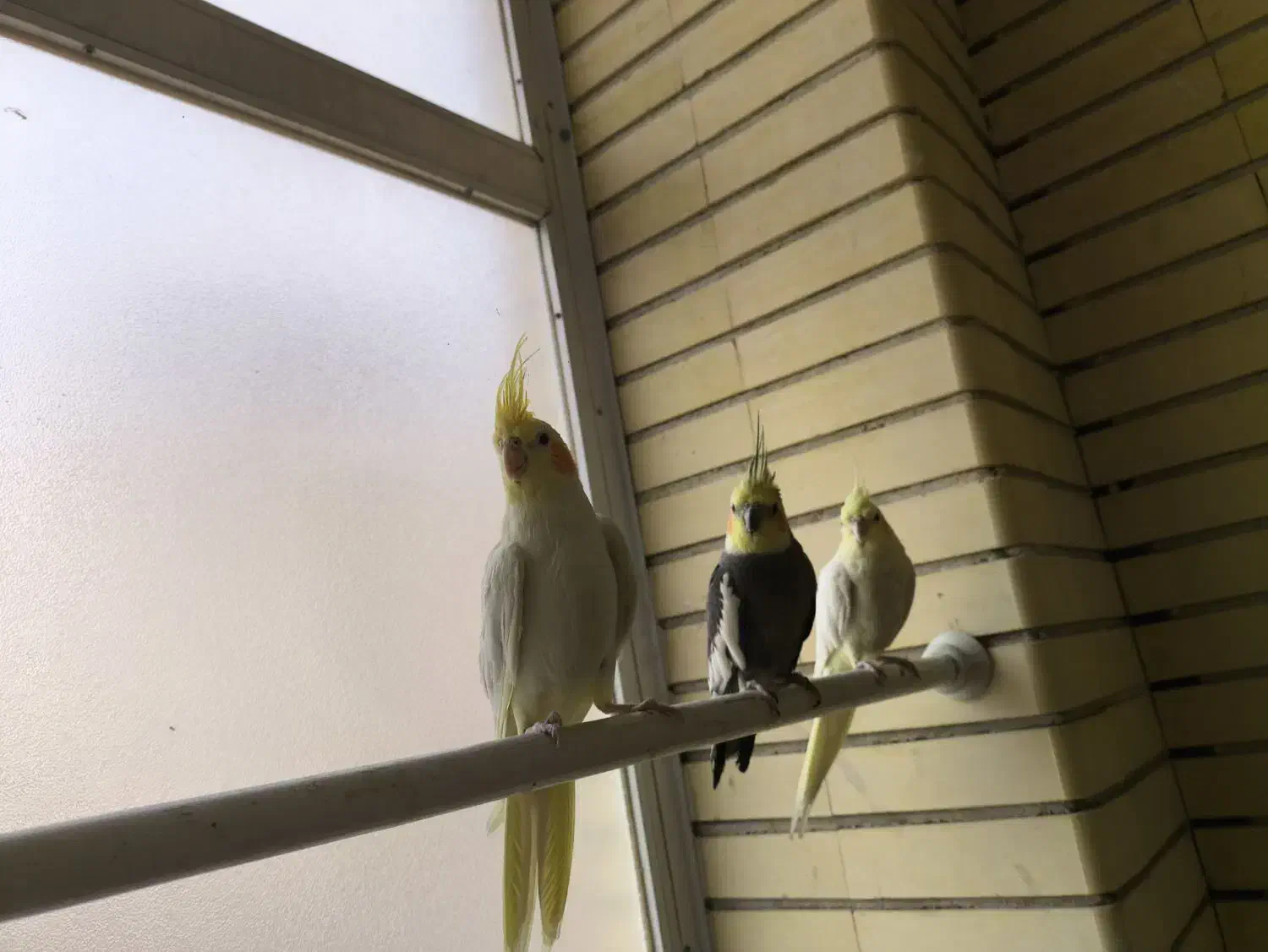 عروس هلندی بالغ و دستی|پرنده|شاهین‌شهر, خبرنگار|دیوار