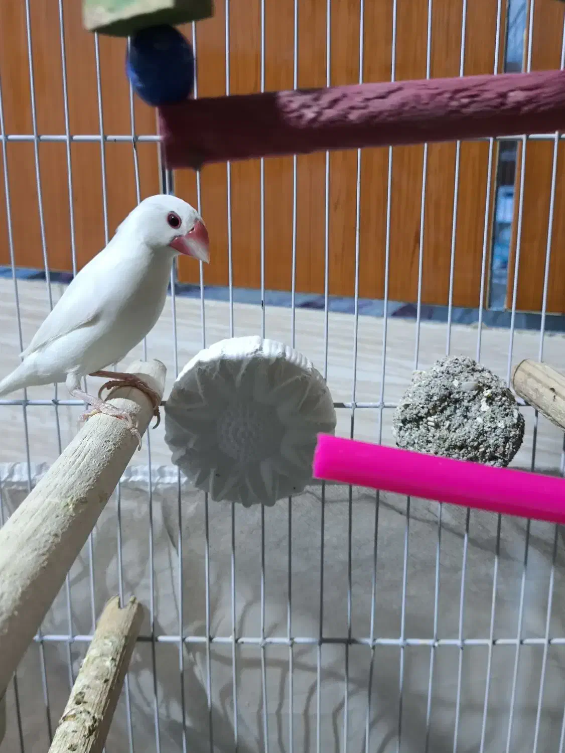 فنچ نرگسی|پرنده|خاش, |دیوار