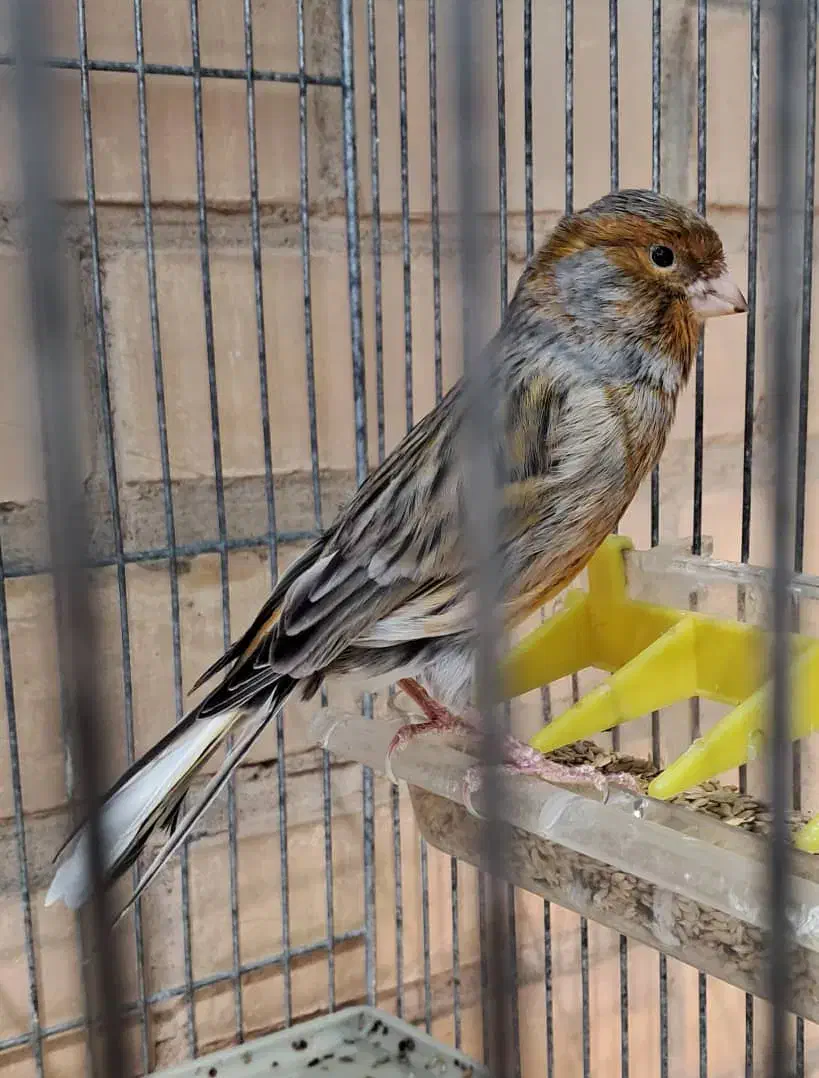 قناری مست مست|پرنده|کارون, |دیوار