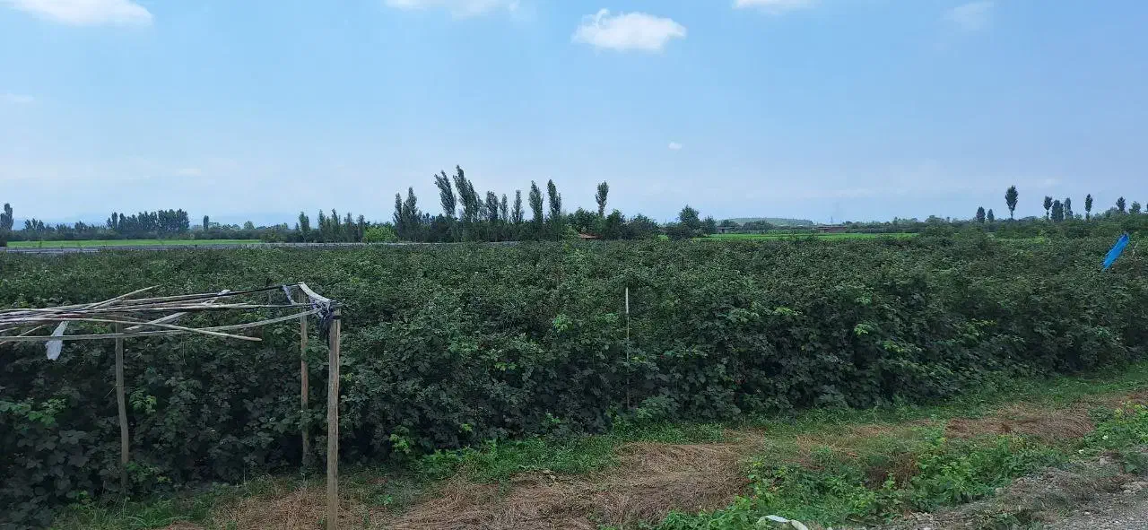 نهال تمشک|گل و گیاه طبیعی|قائم‌شهر, |دیوار