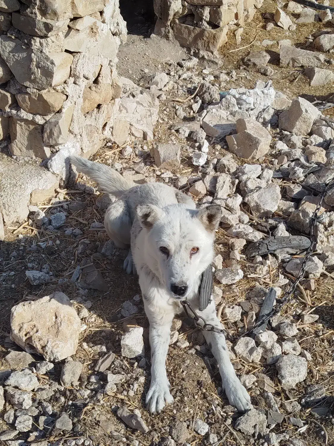 سگ نگهبان عالی برای باغ و حیاط|سگ|جره و بالاده, |دیوار