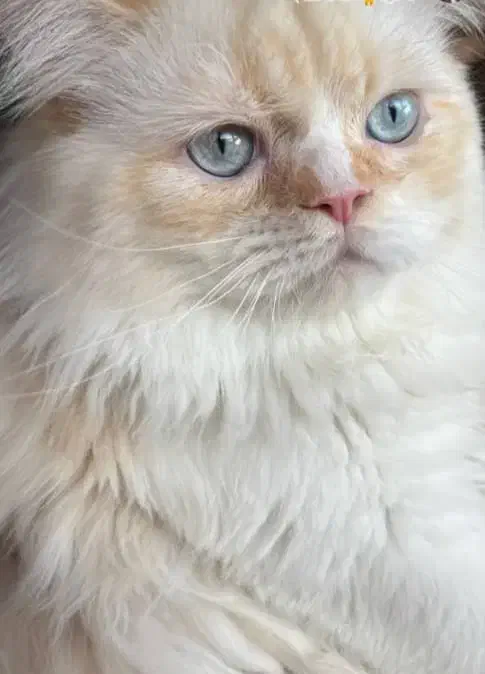 گربه خانگی|گربه|برازجان, |دیوار