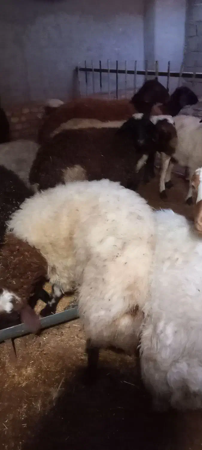 فروش بره نر چااق|حیوانات مزرعه|کاشان, مزرعه نو|دیوار