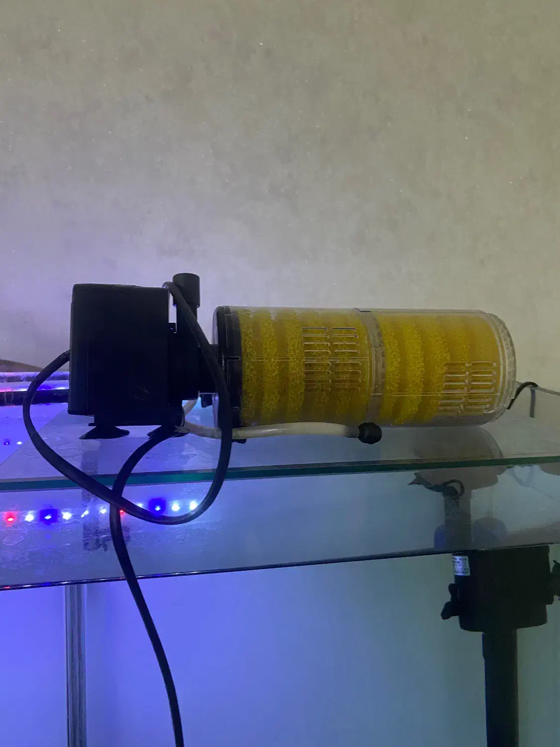 اکواریوم ریملس|ماهی|نسیم‌شهر, |دیوار