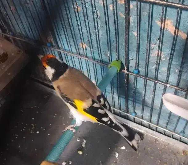 سهره نر|پرنده|زنجان, |دیوار