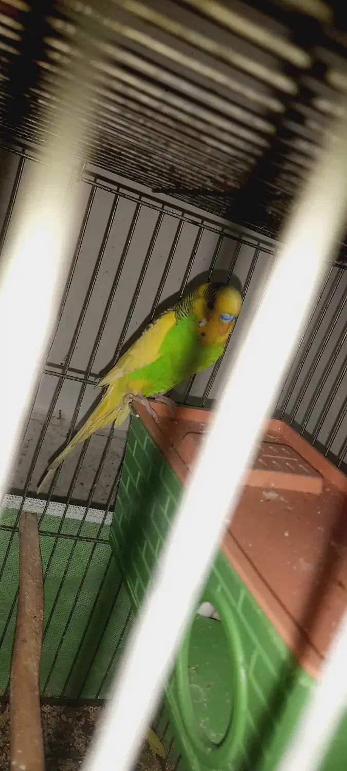 جفت مرغ عشق مولد|پرنده|شوش, |دیوار