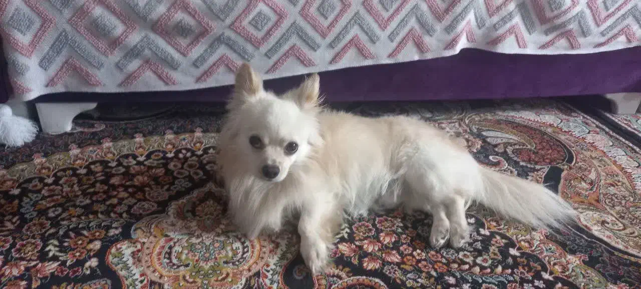 سگ گمشده|حیوانات|لاهیجان, لیالستان|دیوار