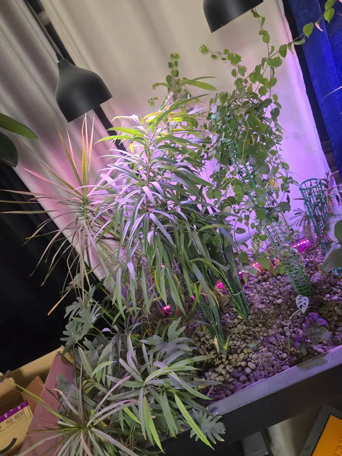 باکس گل وگیاه لاکچری|گل و گیاه طبیعی|مشهد, چهارچشمه|دیوار