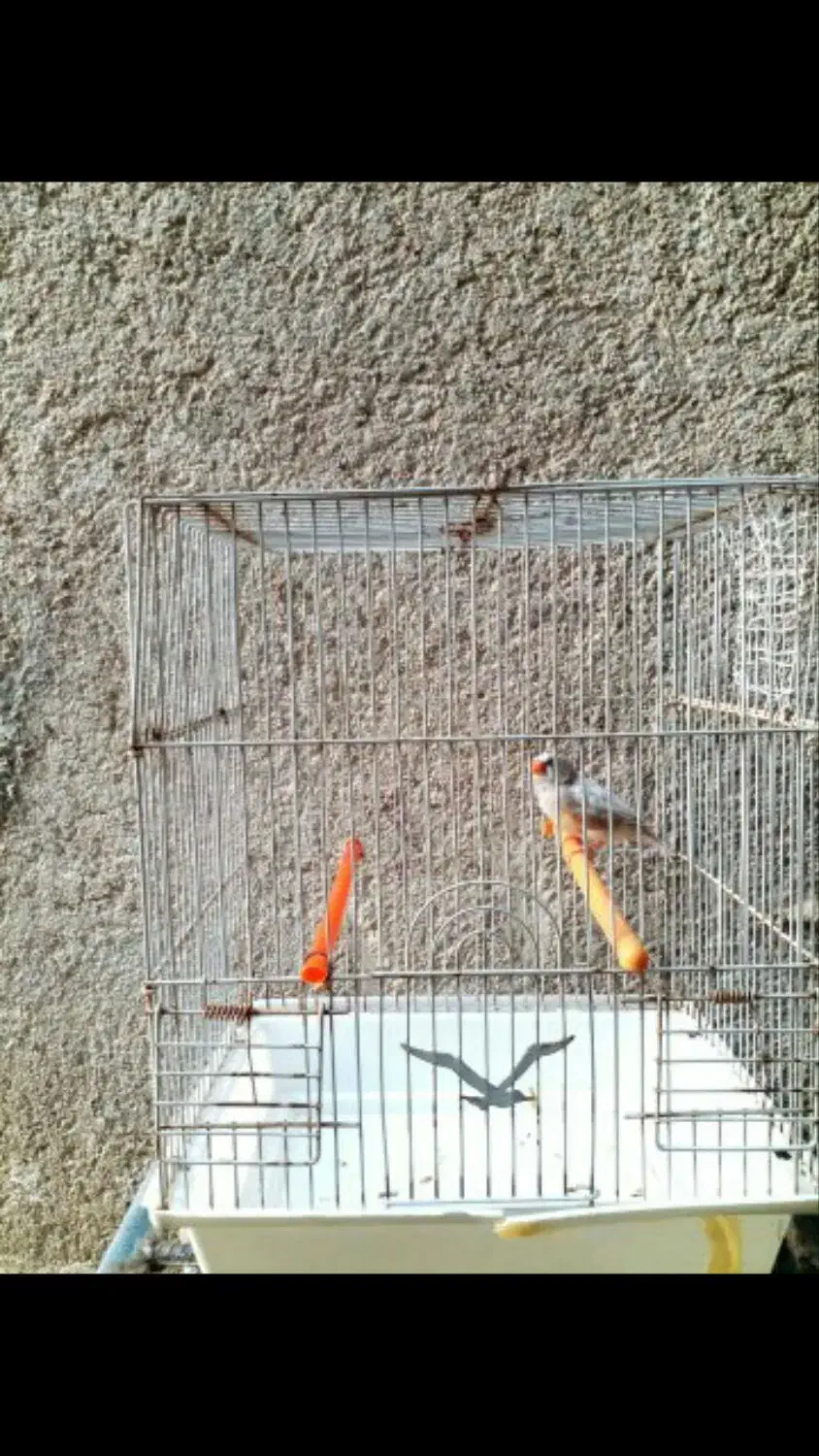 فنچ شرط و تضمین کارداده فنچ ها معمولی نیستن|پرنده|چمران, |دیوار