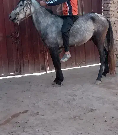 اسب|اسب و تجهیزات اسبسواری|قوچان, |دیوار