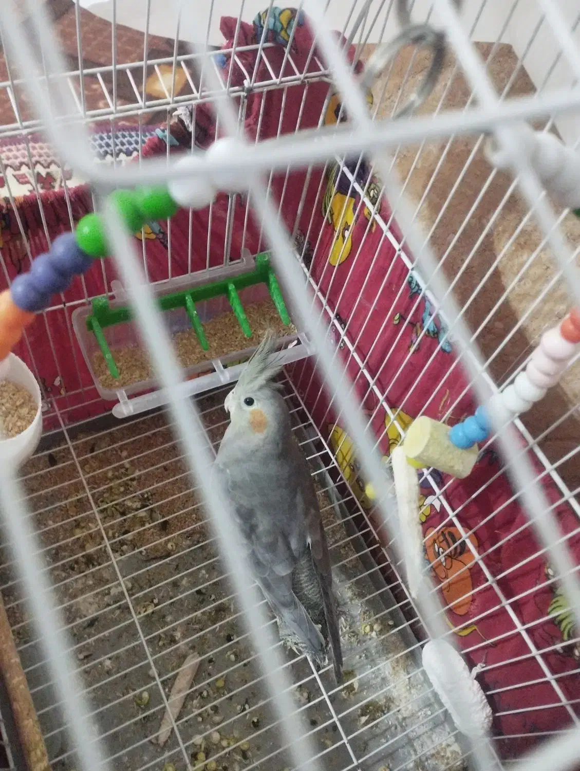 عروس هلندی|پرنده|بناب, |دیوار