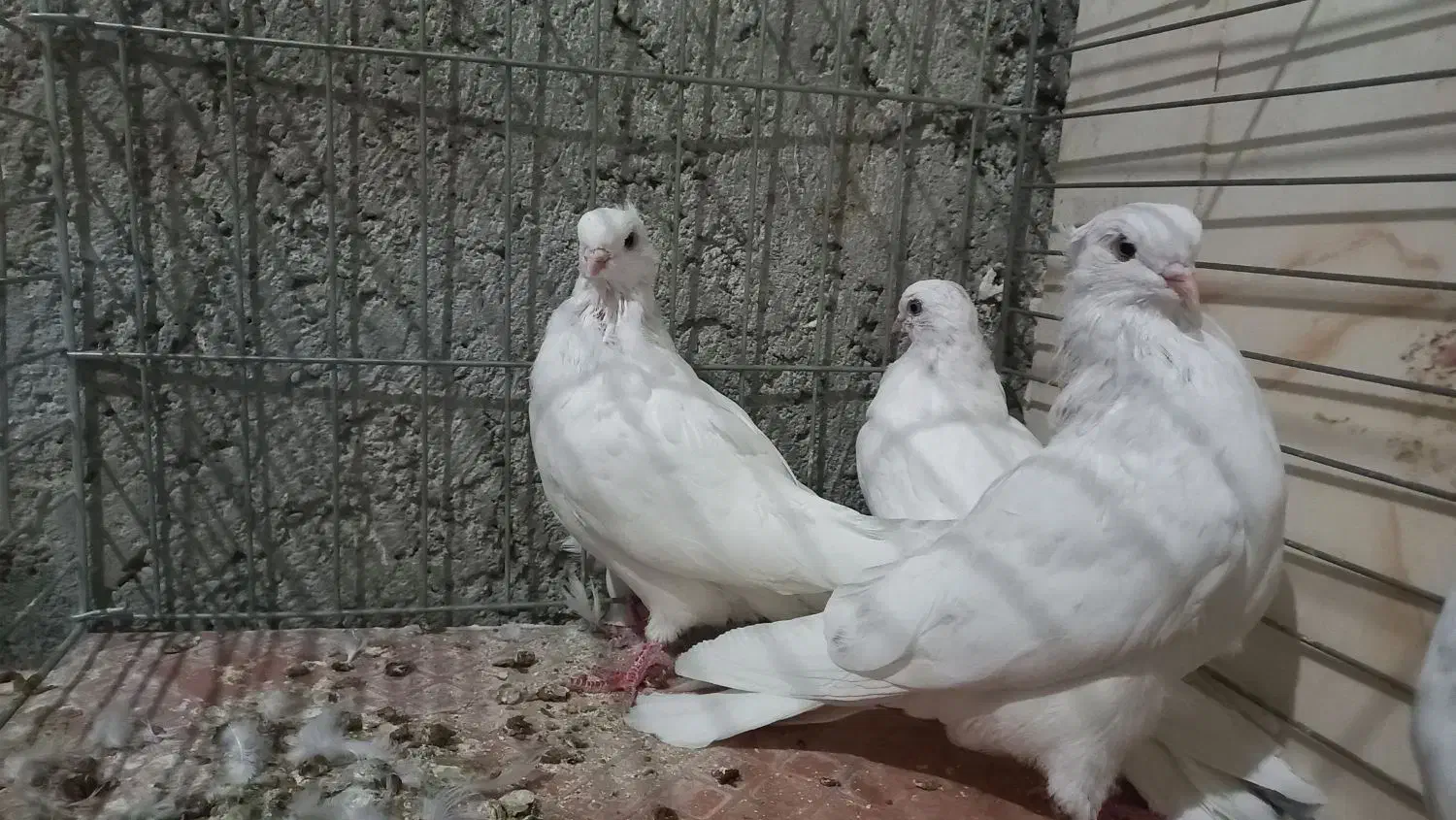 مفلق چشمو نوک سفید نوک ریز|پرنده|خمینیشهر, |دیوار