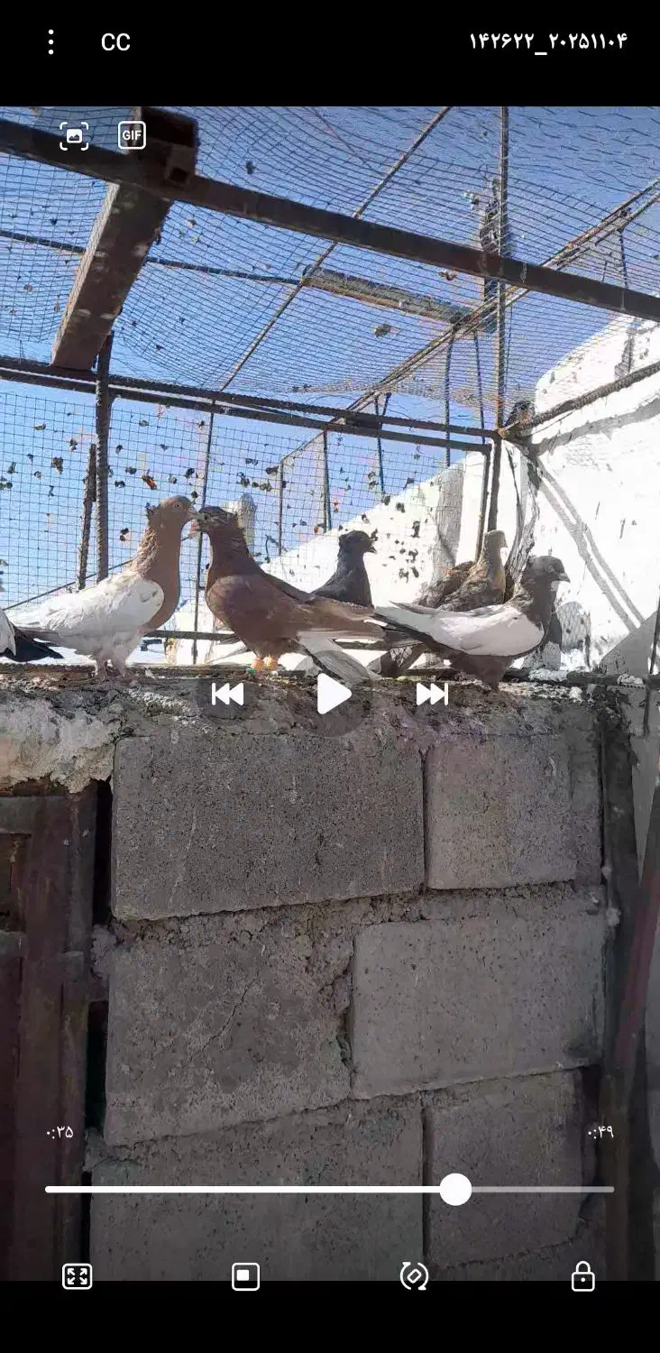 16عددکفتر بهبهونی هوایی|پرنده|رونیز, |دیوار