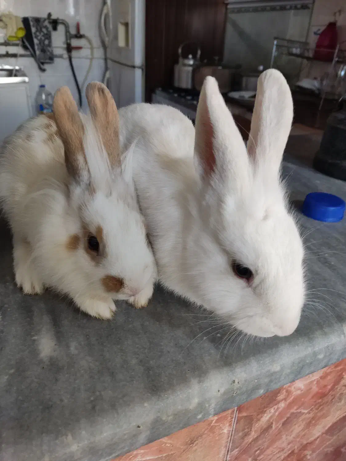 خرگوش نروماده|موش و خرگوش|مهاباد (آذربایجان غربی), |دیوار