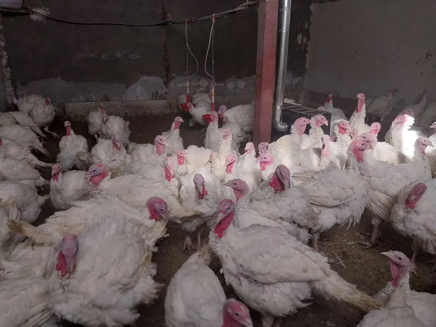 بقلمون گوشتی|حیوانات مزرعه|بروجرد, |دیوار