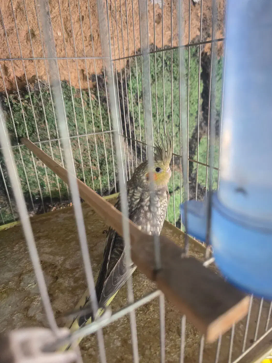 عروس هلندی|پرنده|یزد, |دیوار