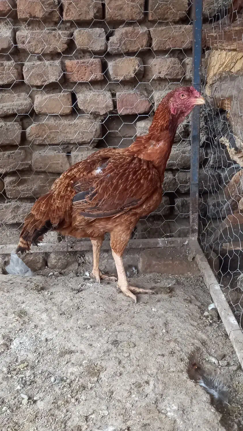 مرغ لاری|حیوانات مزرعه|خان ببین, |دیوار
