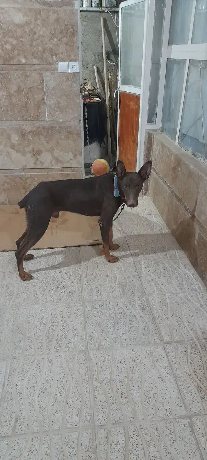 این سگ گم شده|حیوانات|سامن, |دیوار