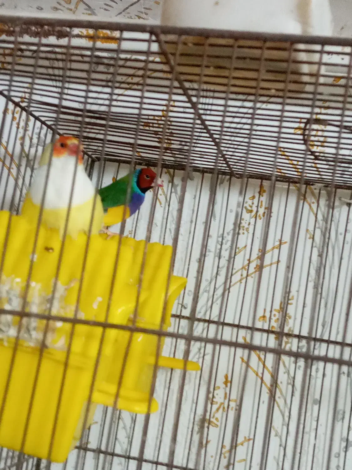 فنچ گلدین تک نر زرد موجوده|پرنده|رشت, علی آباد|دیوار