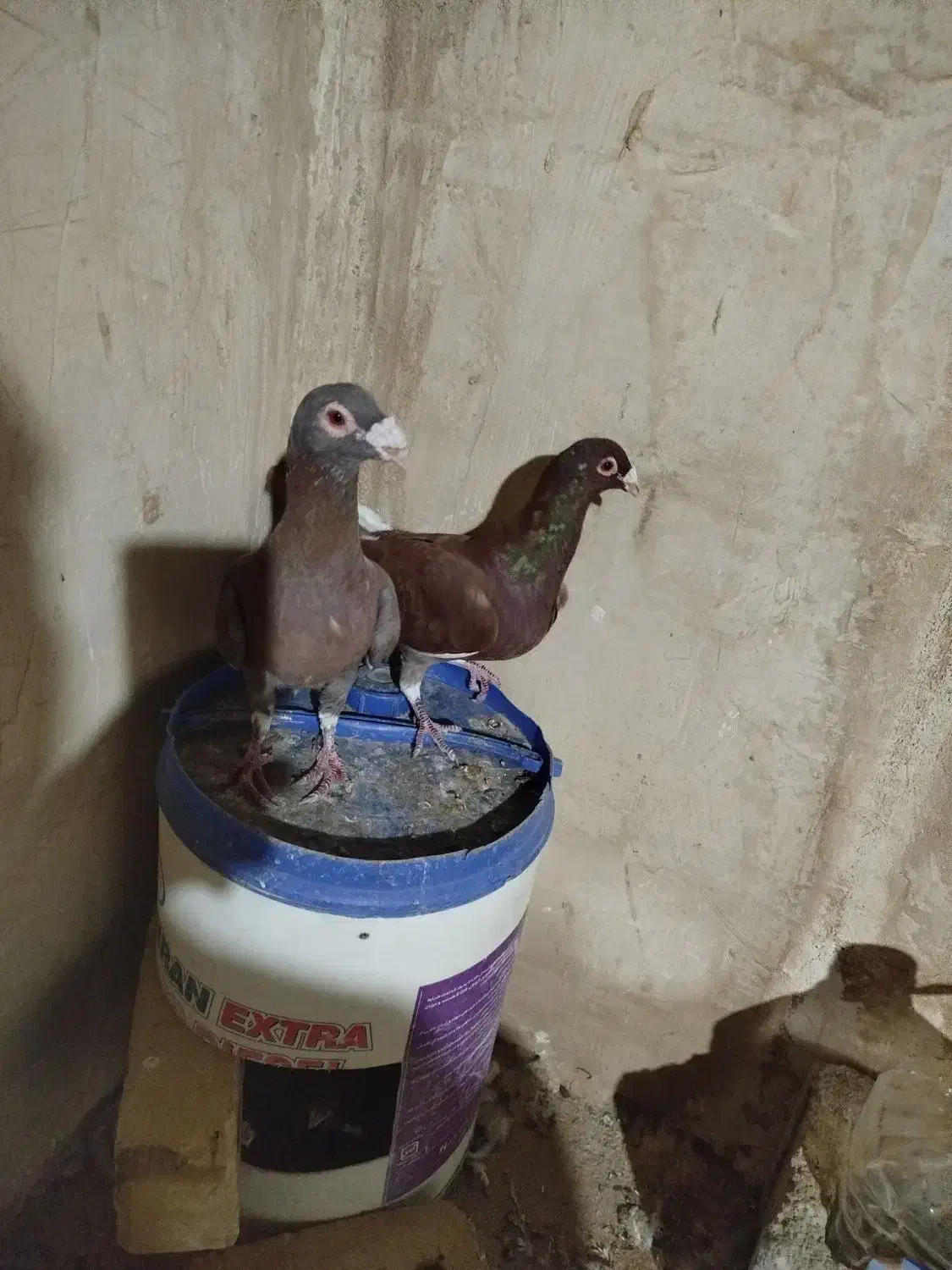 قره سرخ|پرنده|خواف, |دیوار