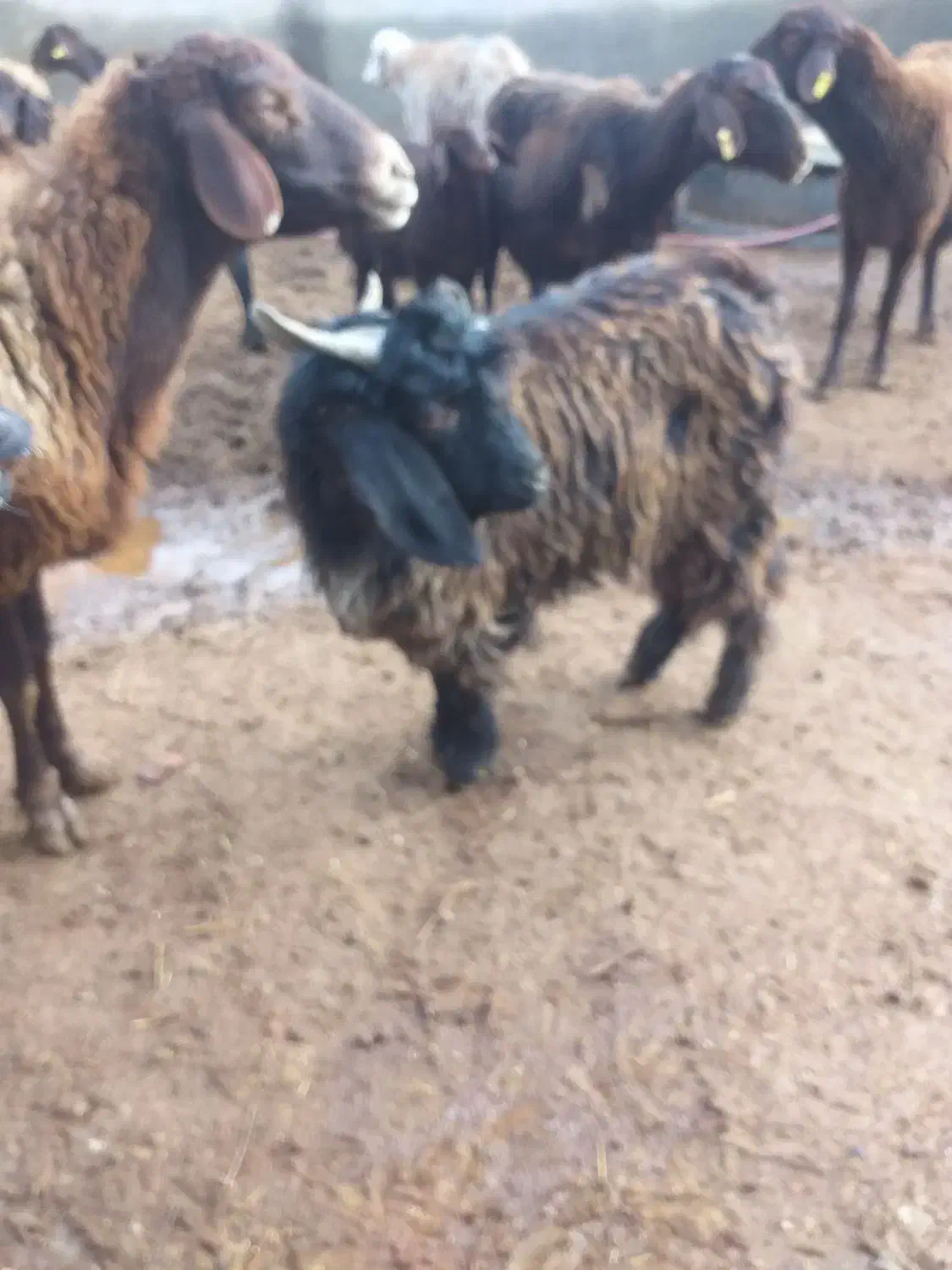 بزغاله|حیوانات مزرعه|بناب, |دیوار