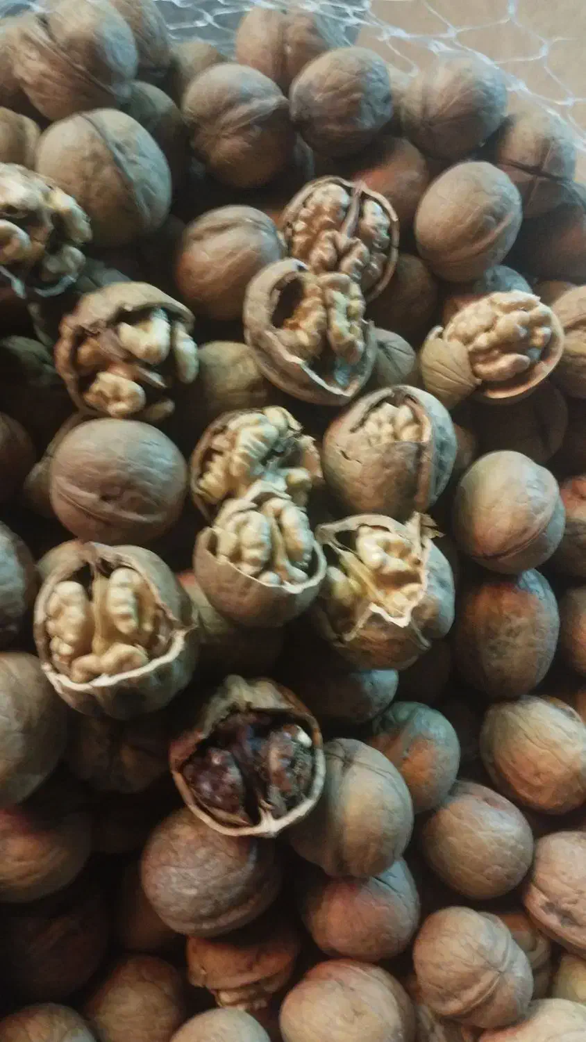 گردو تویسرکان|خوردنی و آشامیدنی|فردیس, فردیس|دیوار