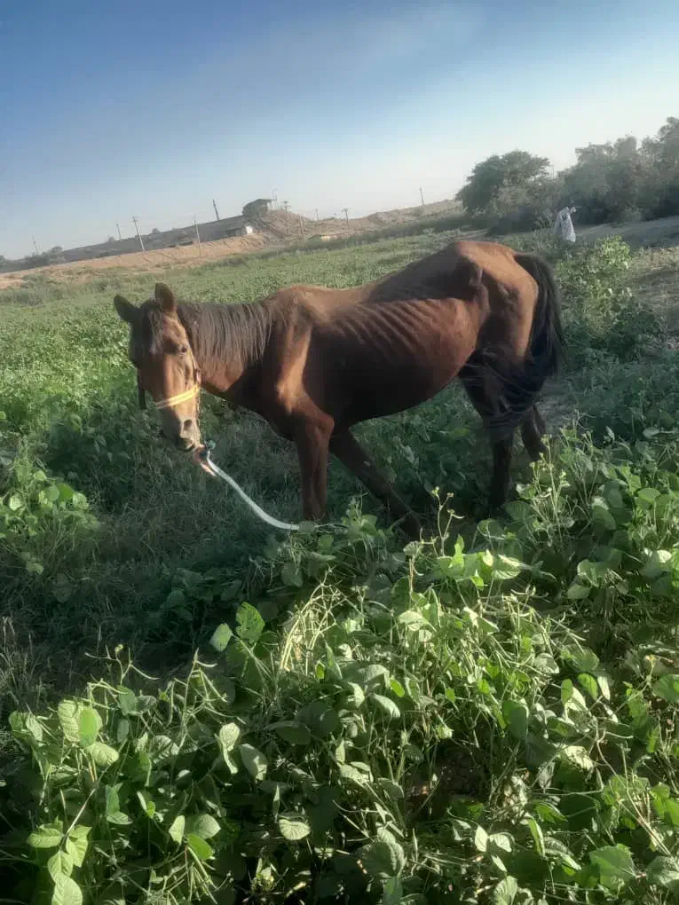 اسب|اسب و تجهیزات اسب‌سواری|شوش, |دیوار