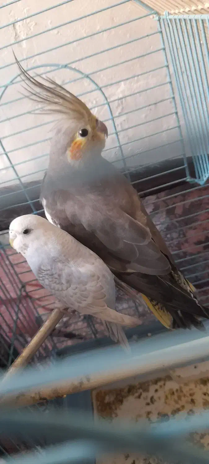 عروس هلندی وعشق باقفس|پرنده|جلین, |دیوار