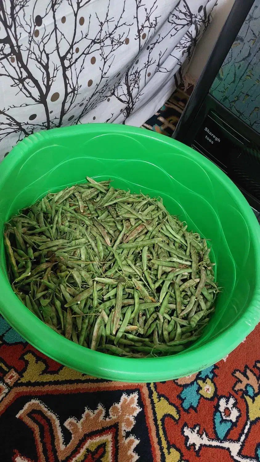 لوبیا چیتی سبز تازه|خوردنی و آشامیدنی|اهر, |دیوار