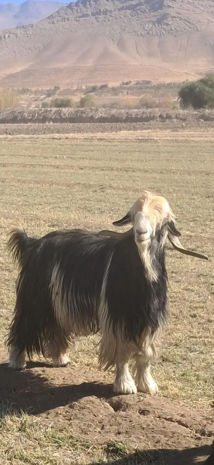 دوبر جلو رو|حیوانات مزرعه|اردل, |دیوار